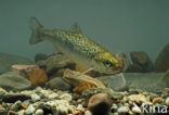 Atlantic Salmon (Salmo salar)