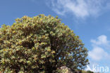 Spurge (Euphorbia balsamifera)