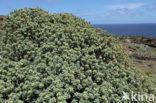 Balsam Wolfsmelk (Euphorbia balsamifera)