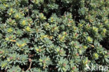 Spurge (Euphorbia balsamifera)
