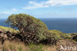 Spurge (Euphorbia balsamifera)