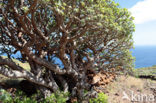 Spurge (Euphorbia balsamifera)