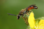 Berijpte geurgroefbij (Lasioglossum albipes)