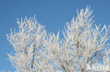 Berk (Betula)