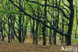 Beech (Fagus sylvatica)