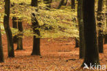 Beech (Fagus sylvatica)