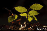 Beuk (Fagus sylvatica)