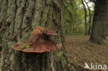 Beefsteak Fungus (Fistulina hepatica)