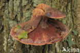 Beefsteak Fungus (Fistulina hepatica)