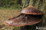 Biefstukzwam (Fistulina hepatica)