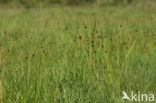 Biezeknoppen (Juncus conglomeratus)