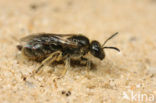 Shaggy Mining Bee (Lasioglossum villosulum)