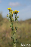 Yellow-wort (Blackstonia perfoliata)