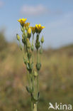 Bitterling (Blackstonia perfoliata)