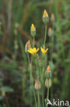 Bitterling (Blackstonia perfoliata)