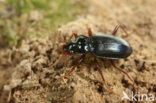 Blauwe Baardloper (Leistus spinibarbis)