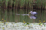 Blauwe Reiger (Ardea cinerea)