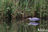 Grey Heron (Ardea cinerea)