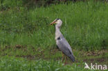 Blauwe Reiger (Ardea cinerea)