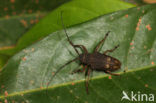 Longhorn beetle