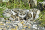 Bontbekplevier (Charadrius hiaticula)