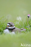 Bontbekplevier (Charadrius hiaticula)