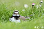 Bontbekplevier (Charadrius hiaticula)