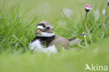 Bontbekplevier (Charadrius hiaticula)