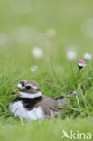 Bontbekplevier (Charadrius hiaticula)