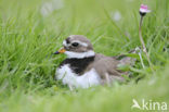 Bontbekplevier (Charadrius hiaticula)