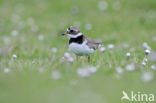 Bontbekplevier (Charadrius hiaticula)