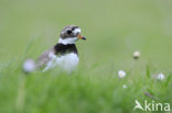 Bontbekplevier (Charadrius hiaticula)