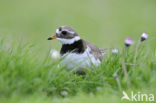 Bontbekplevier (Charadrius hiaticula)