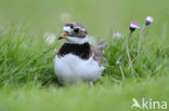 Bontbekplevier (Charadrius hiaticula)