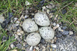 Bontbekplevier (Charadrius hiaticula)