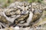 Bontbekplevier (Charadrius hiaticula)