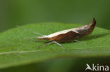 European honeysuckle leafroller (Ypsolopha dentella)