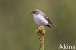 Bonte Vliegenvanger (Ficedula hypoleuca)