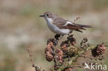 Bonte Vliegenvanger (Ficedula hypoleuca)