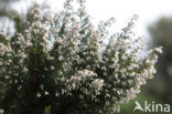 Boomheide (Erica arborea)