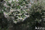 Boomheide (Erica arborea)