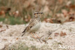 Wood Lark (Lullula arborea)