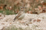 Boomleeuwerik (Lullula arborea)