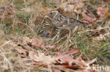 Wood Lark (Lullula arborea)