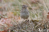 Wood Lark (Lullula arborea)