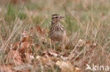 Wood Lark (Lullula arborea)