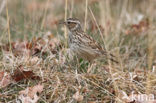 Wood Lark (Lullula arborea)