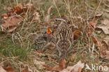 Wood Lark (Lullula arborea)