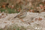 Wood Lark (Lullula arborea)