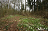 Wood Anemone (Anemone nemorosa)